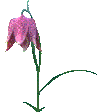 flower01.gif (4995 bytes)